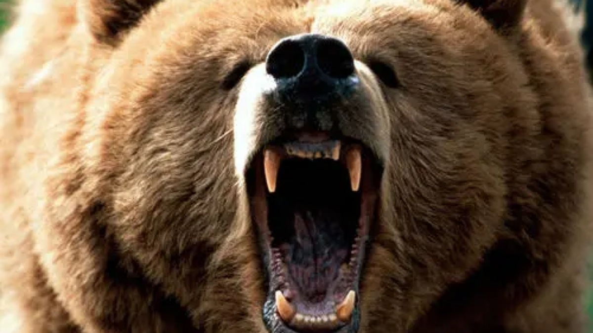 فیلم| لحظاتی هولناک از حمله خرس به لانه عقاب