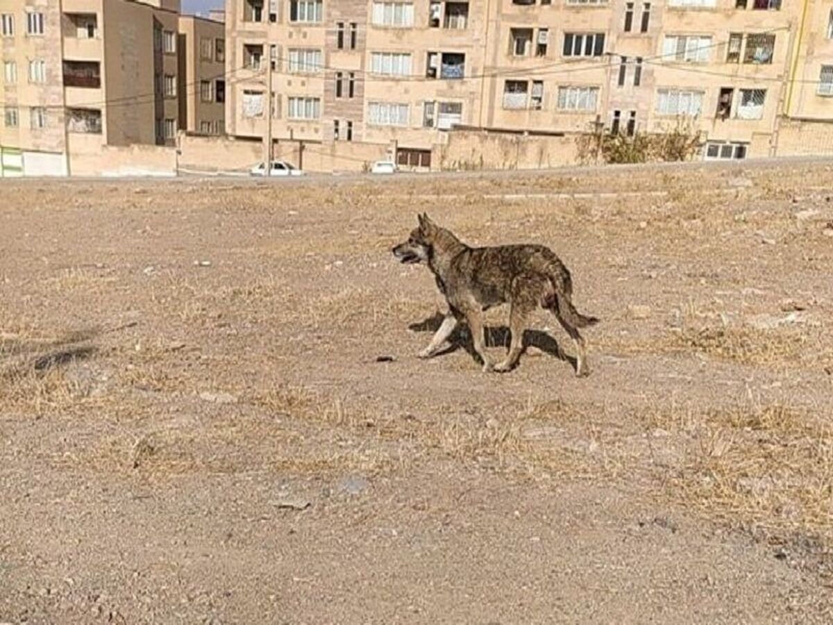 حمله گرگ جان کودک هشت ساله را در تبریز گرفت