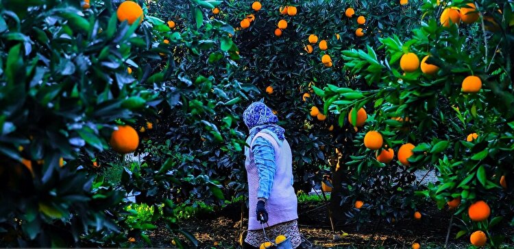 تصاویر| برداشت پرتقال در باغات گلستان