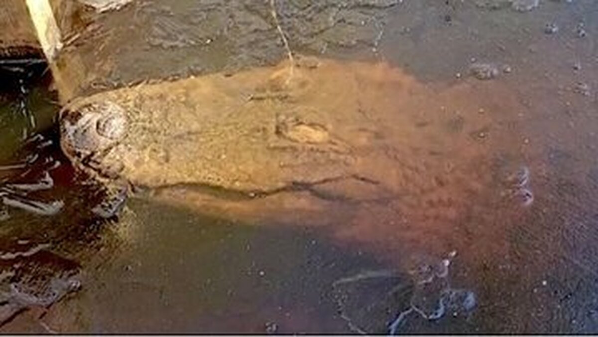 عکس| این تمساح‌ها در تالاب یخ می‌زنند اما زنده می‌مانند