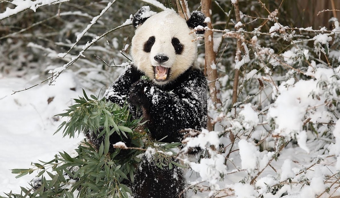 فیلم| این خرس پاندا عاشق برف بازی است