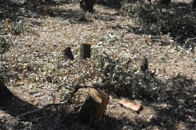 قطع ۶۰ درخت یک بوستان در محله داوودیه