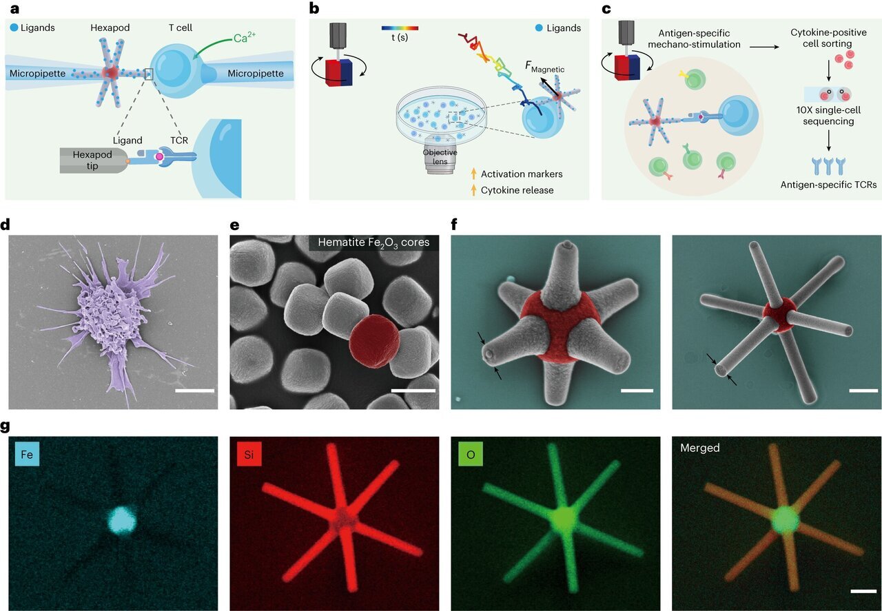 عکس| این رباتهای بسیار ریز وارد بدن میشوند عکس| این رباتهای بسیار ریز وارد بدن میشوند