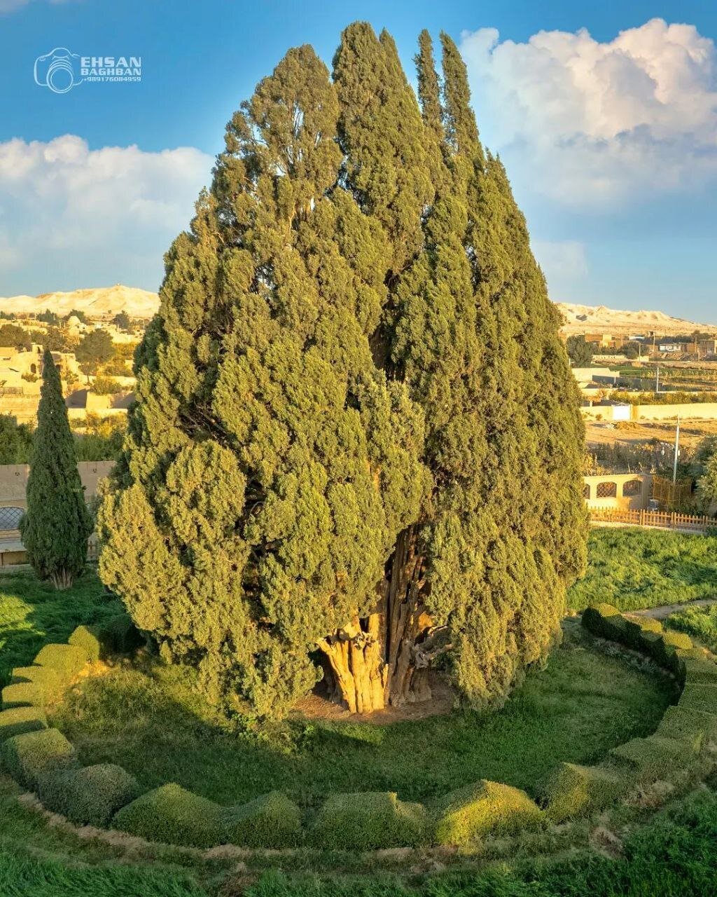عکس| زیباترین درخت ایران