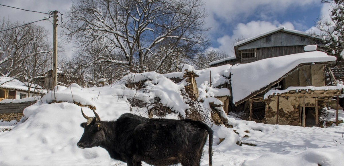 تصاویر| زمستان روستای ییلاقی بالا چلی