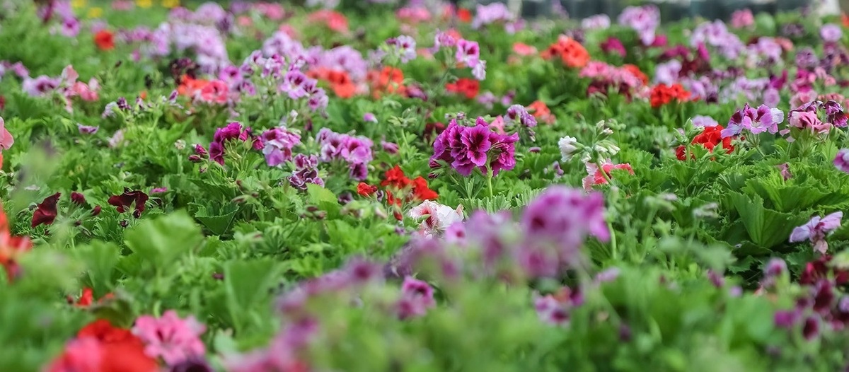 تصاویر| گلخانه بجنورد در آستانه بهار