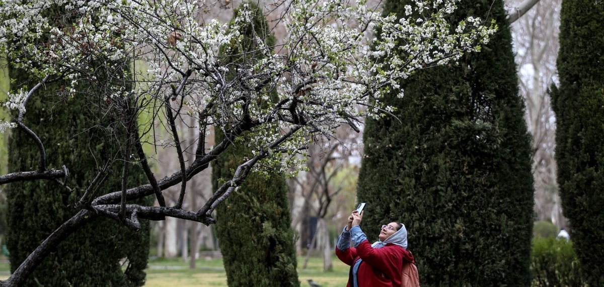 تصاویر| شکوفه های بهاری در تهران