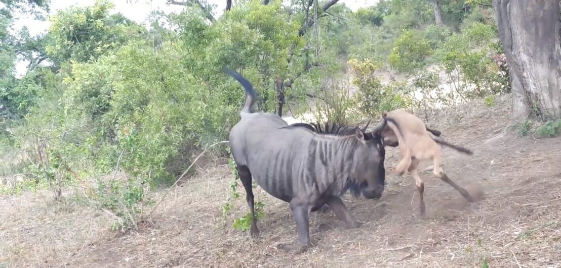 فیلم| صحنه‌ای دلخراش در حیات وحش که پسر 12 ساله ثبت کرد