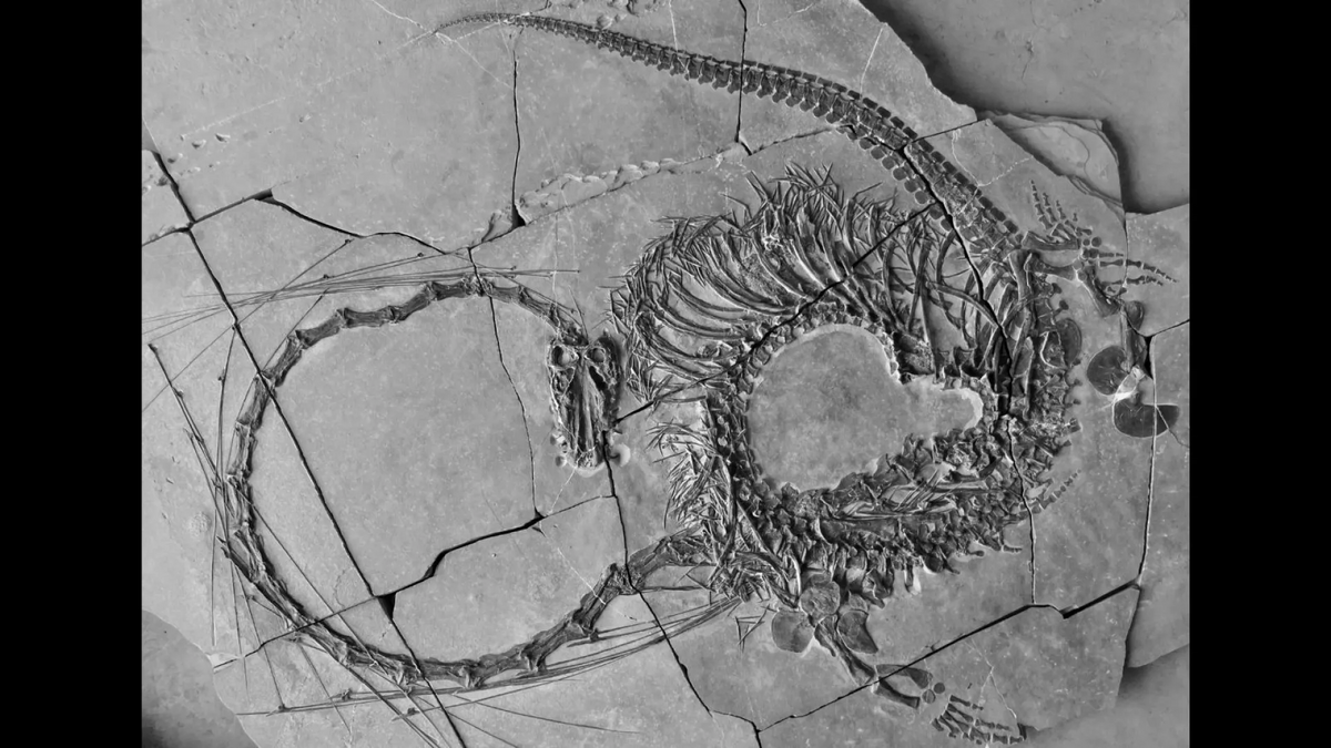 کشف فسیل ۲۴۰ میلیون ساله خزنده آبزی ملقب به «اژدها» در چین + عکس