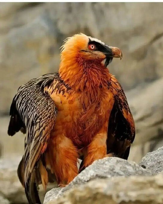 عکس| همای سعادت چرا بر سرستون‌های تخت‌جمشید است؟