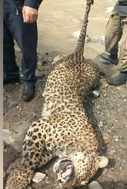 عکس| مرگ پلنگ یافت شده در سه هزار تنکابن