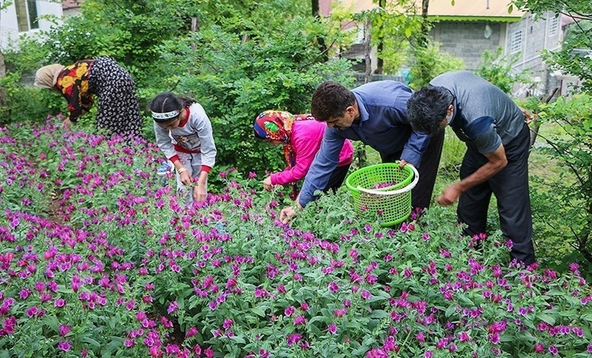 تصاویر| برداشت گل گاو زبان در روستای سجیران گیلان