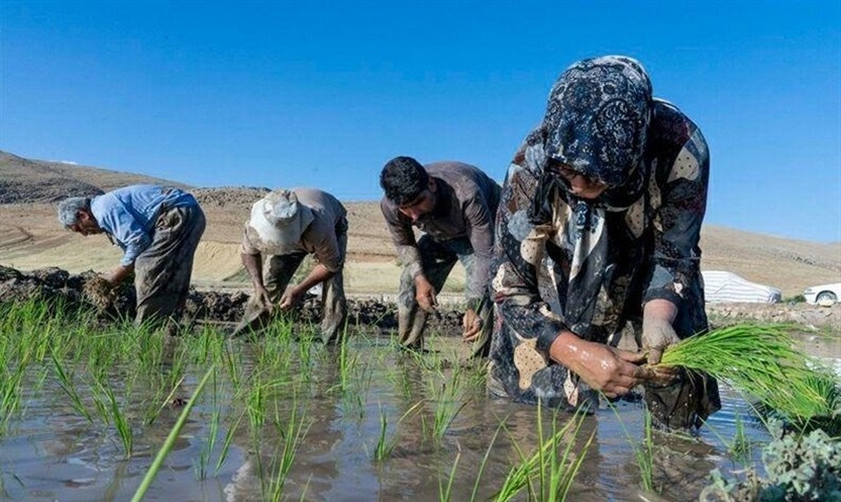 فوت دومین جوان کشاورز در مازندران بر اثر بیماری 