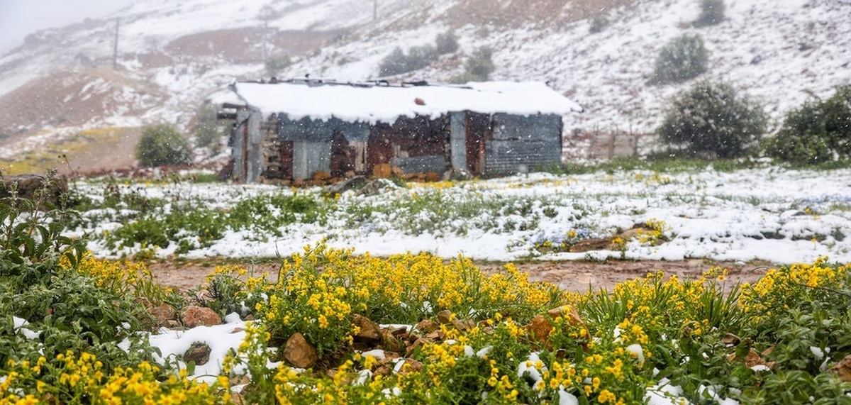 تصاویر| بارش برف در ارتفاعات سوادکوه
