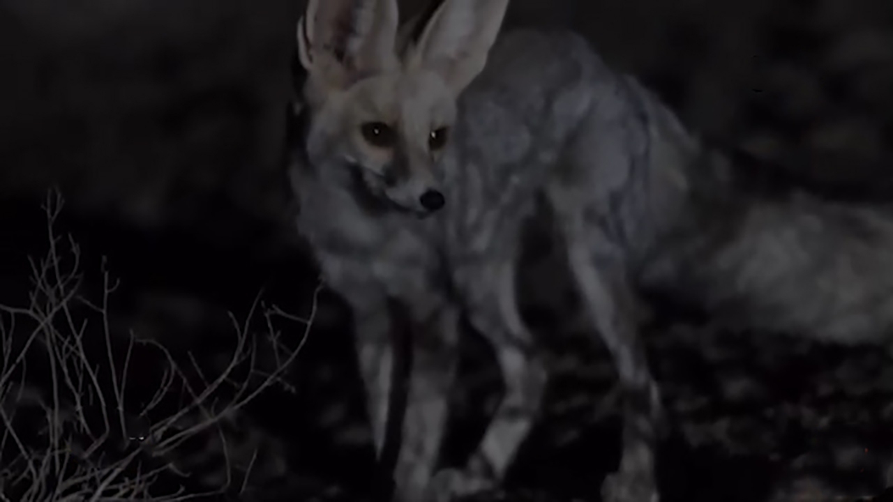 فیلم| روباه‌های حیات وحش ایران