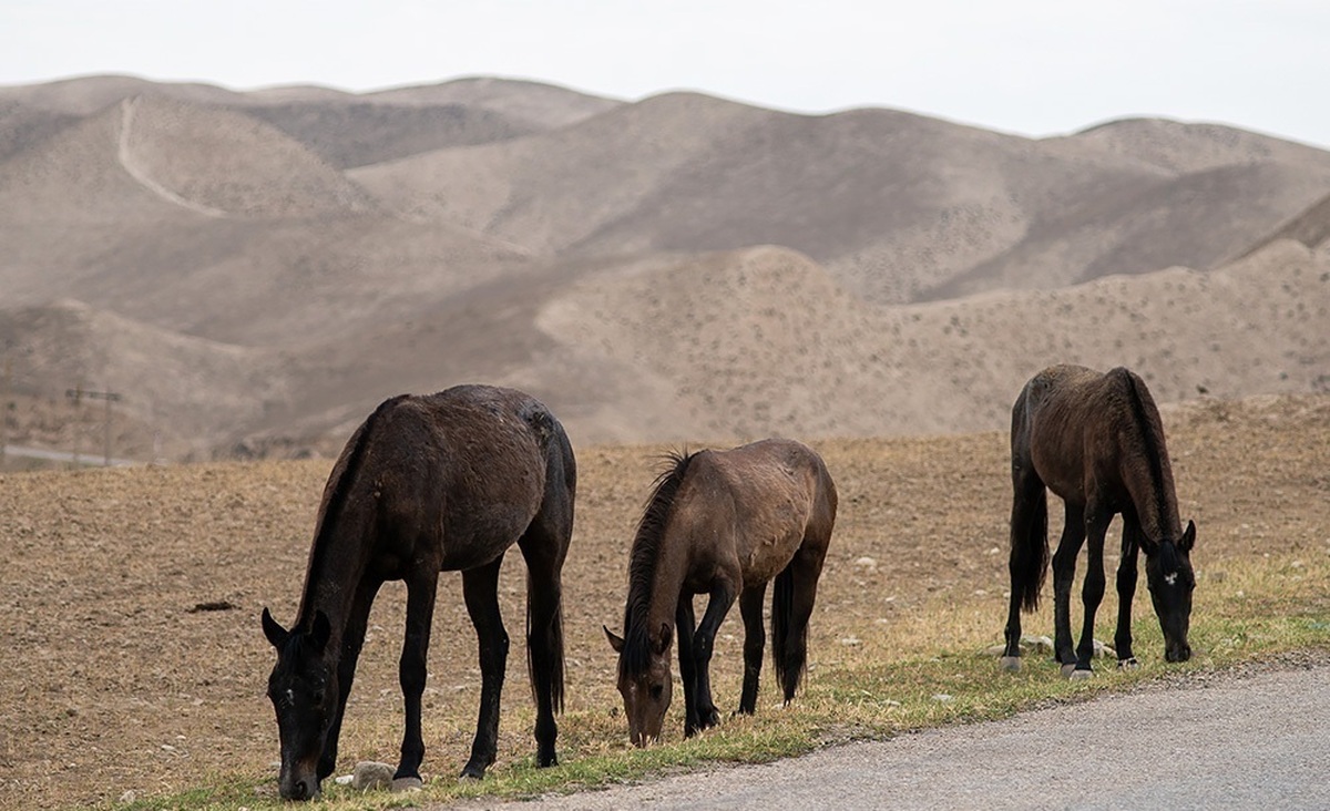 تصاویر| خشکسالی بی سابقه در ترکمن صحرا