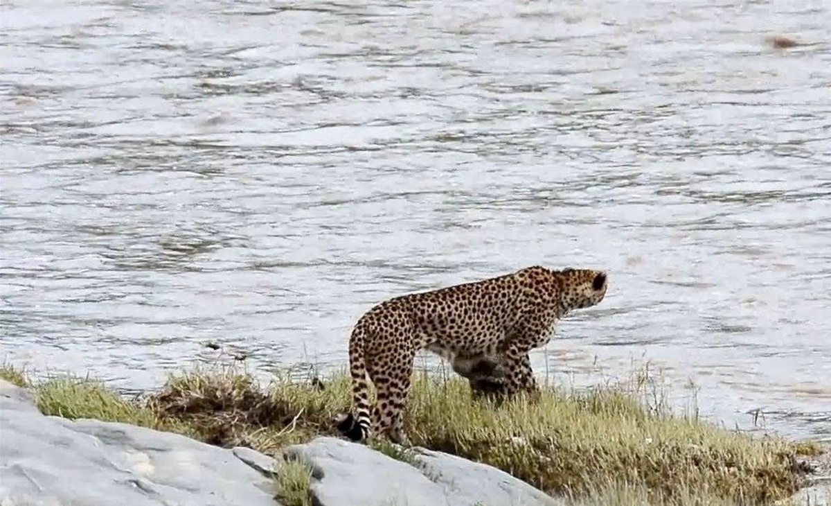 فیلم| اتفاقی تلخ در حیات وحش؛ رودخانه توله یوزپلنگ را با خود برد!