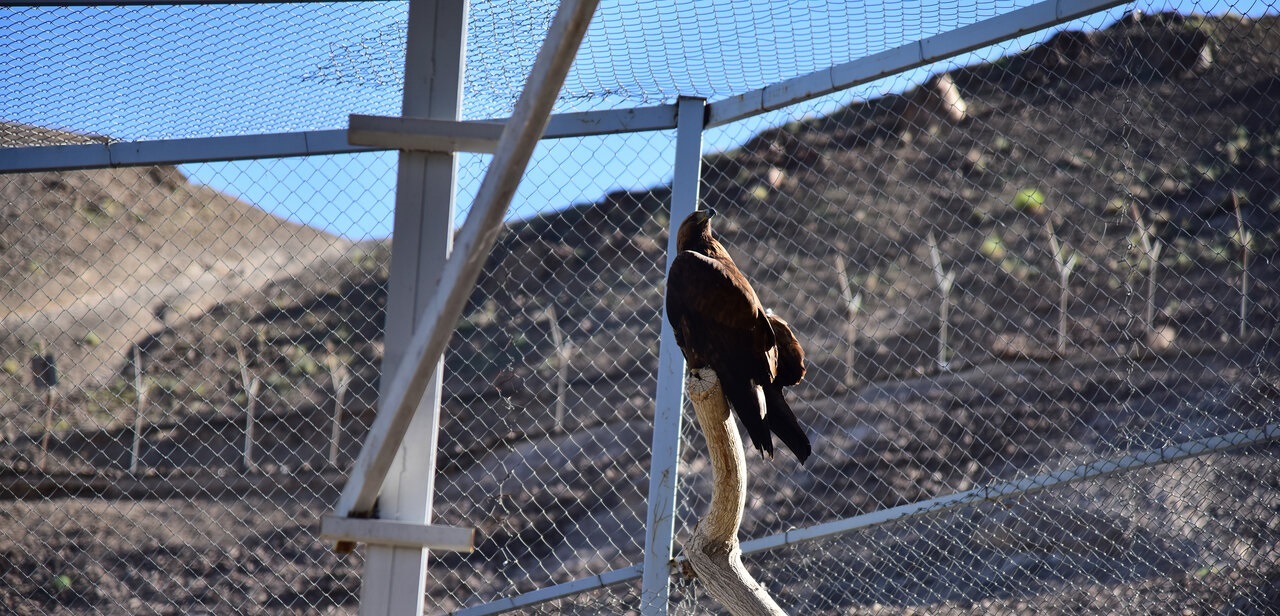 تصاویر| پشت میلههای قفس