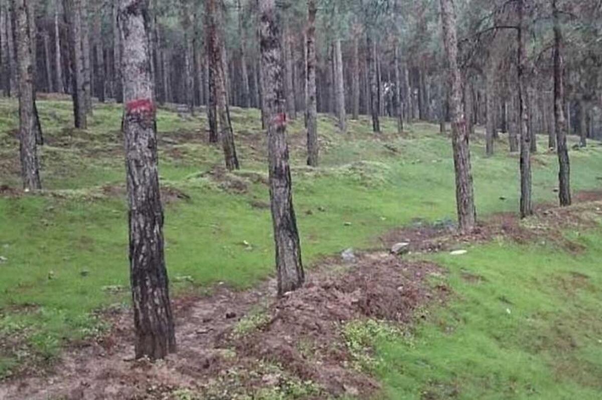واکنش دادستانی به کنده شدن پوست درختان در پارک ملی سرخه حصار