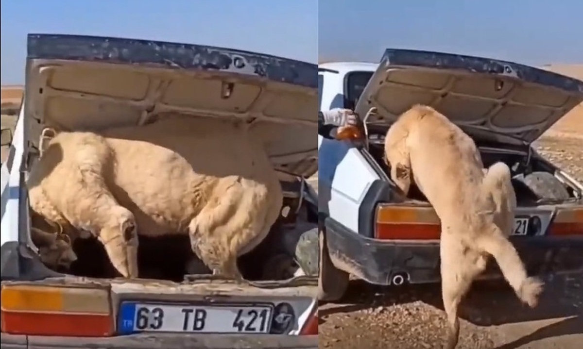 فیلم| تلاش حیوانی شبیه شیر برای ورود به خودرو