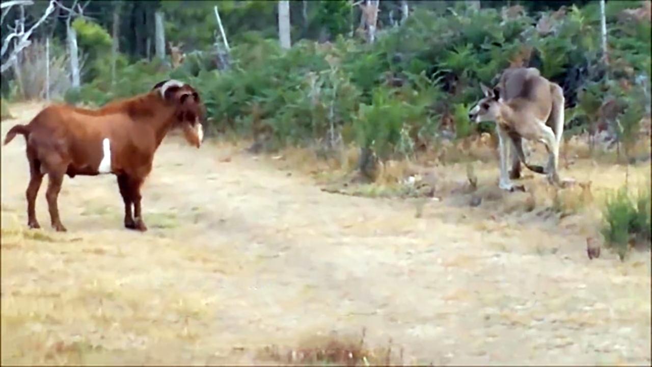فیلم| مقابله کانگورو با یک بز