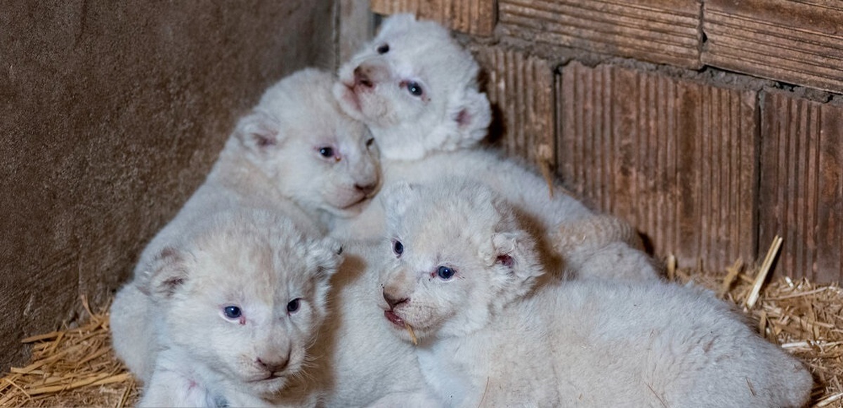 تصاویر| تولد شیر‌های سفید ۴ قلو در پارک چمران