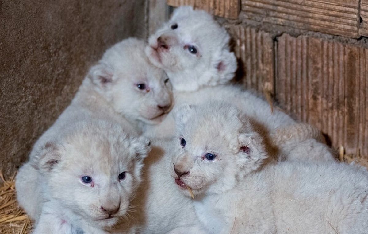 فیلم| تولد توله شیرهای چهارقلو در استان البرز