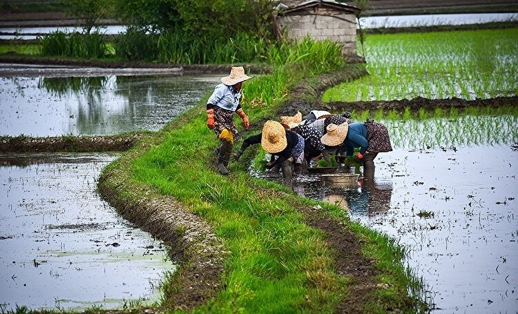 تصاویر| کاشت سنتی برنج در گیلان