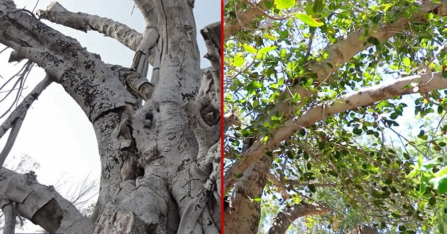 فیلم| «قارچ سیاه» قاتل درخت 500 ساله کیش!