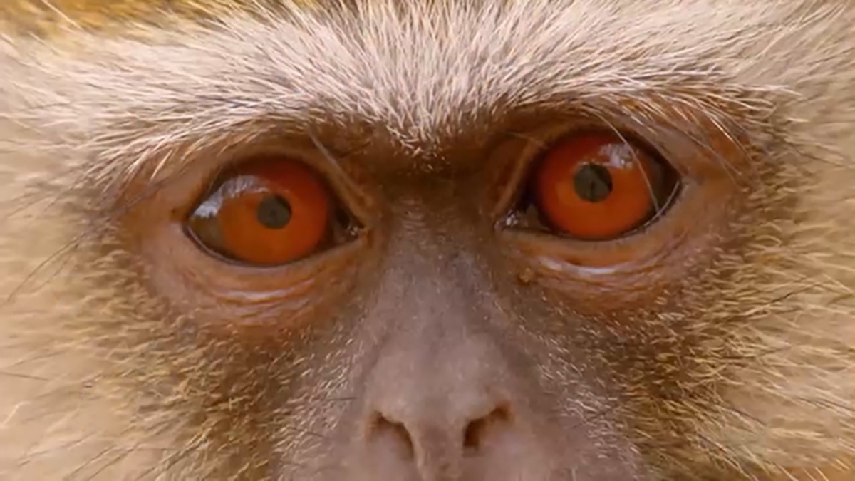 فیلم| درگیری میمون‌های وروت با یک بابون