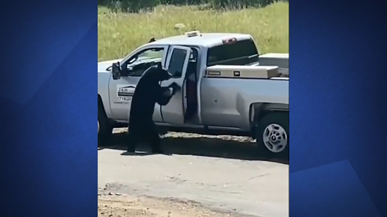 فیلم| دزدی یک خرس سیاه از ماشین