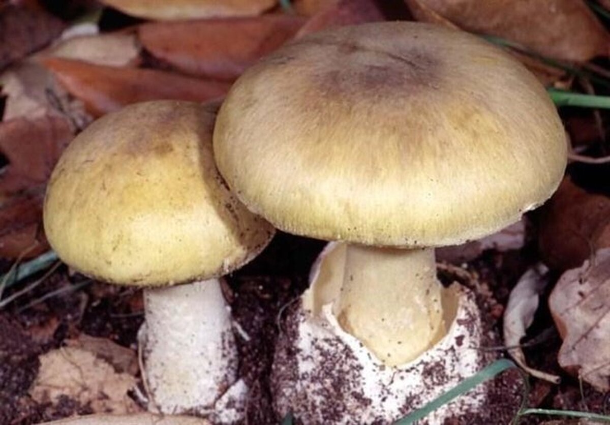 هشدار در خصوص عوارض خطرناک مسمومیت با قارچ‌های سمی