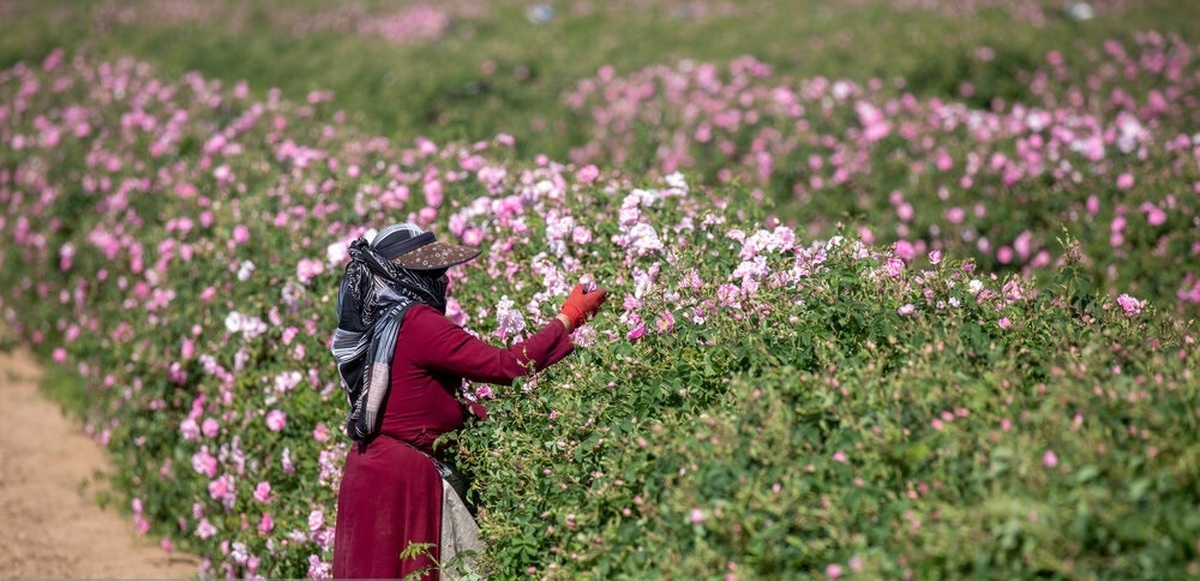 تصاویر| فصل برداشت گل محمدی در قم