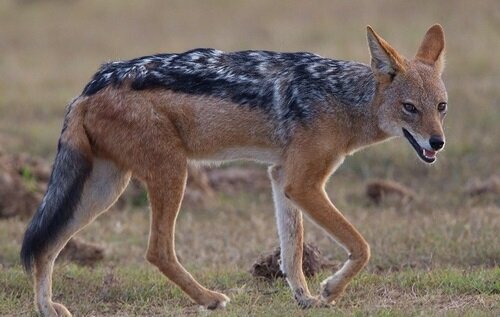 حمله مرگبار شغال به جوان 37 ساله بابلی