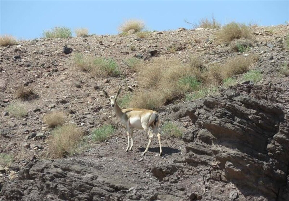 دستگیری ۳ گروه شکارچی متخلف در خواف