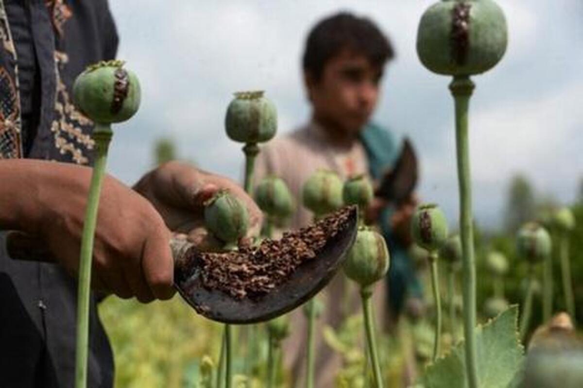 کاهش بی‌سابقه کشت خشخاش در افغانستان