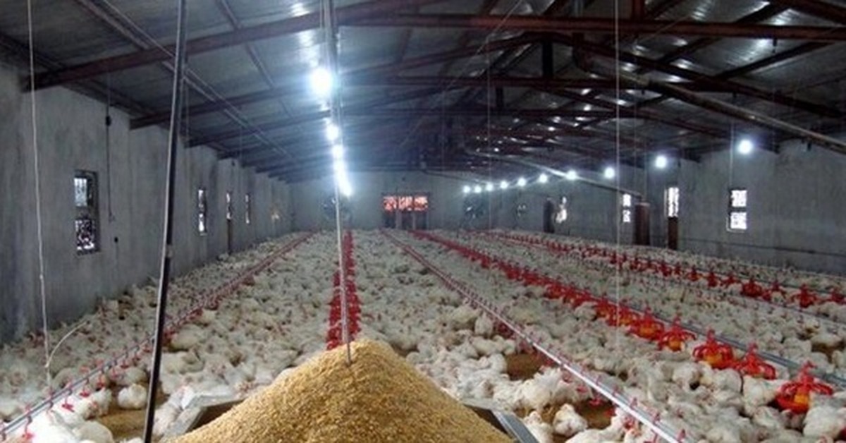 افزایش سرسام‌آور قیمت مرغ روز در کهگیلویه و بویراحمد
