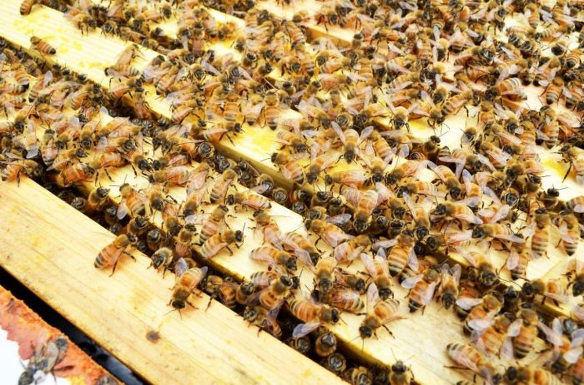 زنبور‌های گرسنه به یک روستا در عراق حمله کردند!