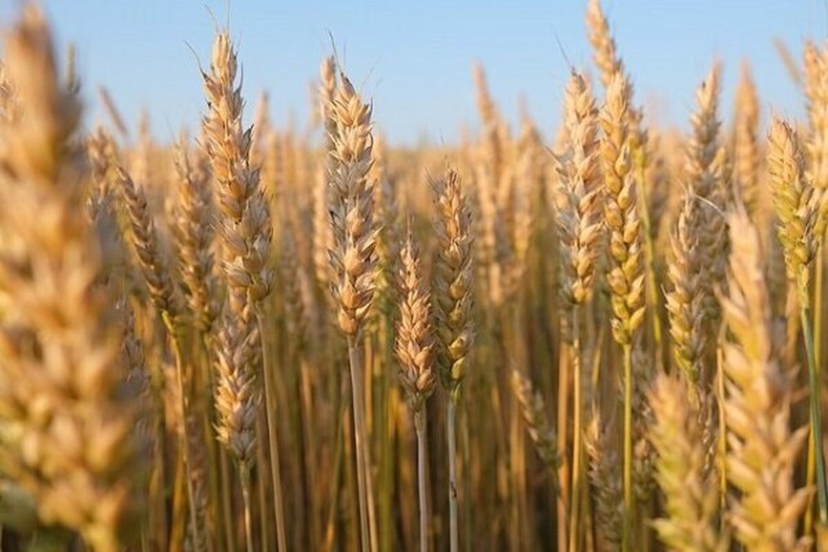 وعده جدید وزارت جهاد کشاورزی به گندمکاران؛ پرداخت طلب تا ۲ هفته آینده