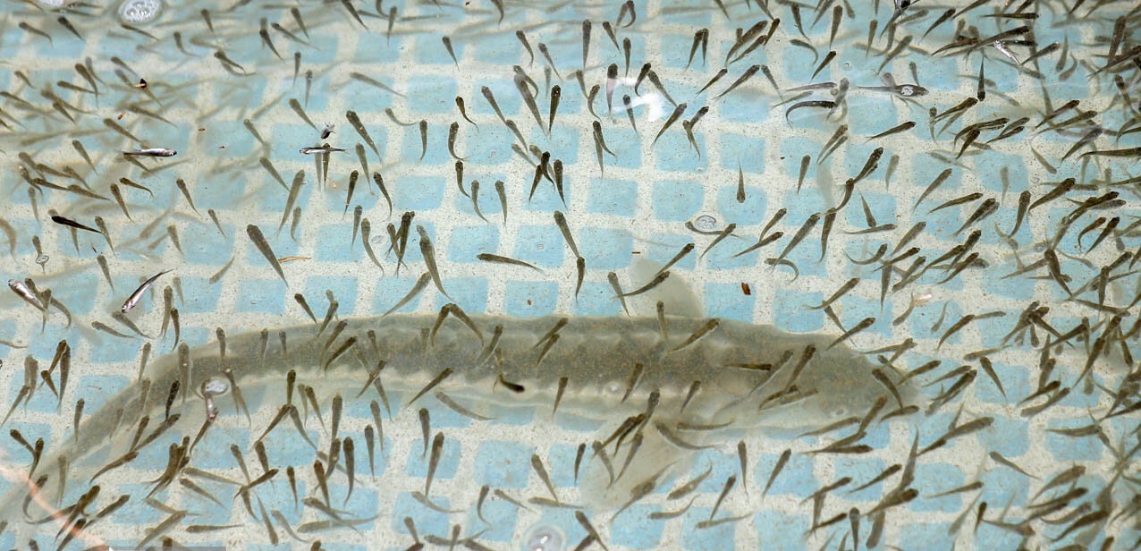 تصاویر| رها سازی 4.5 میلیون بچه ماهی در دریای خزر