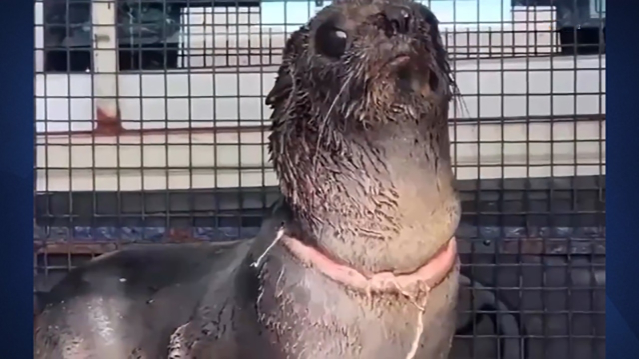 فیلم| نجات یک شیر دریایی از پلاستیک دور گردنش