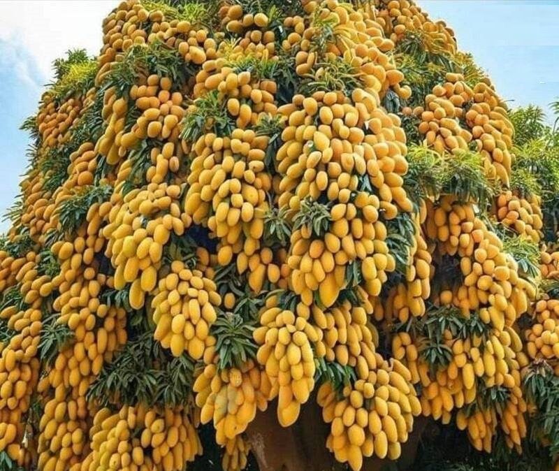 تا حالا درخت انبه دیده‌اید