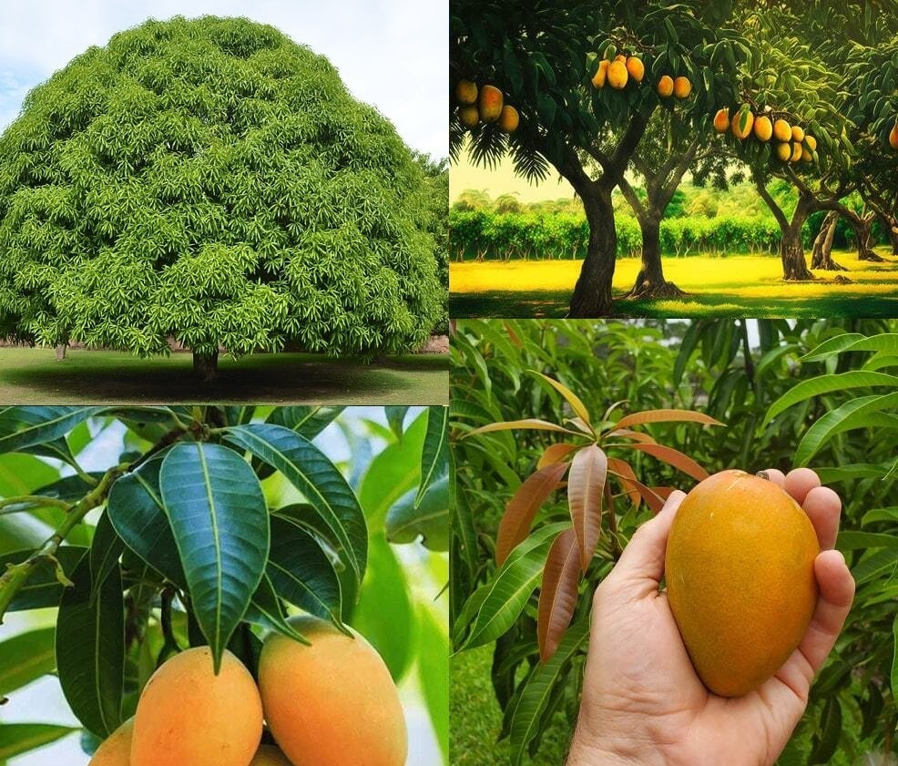 تا حالا درخت انبه دیدهاید تا حالا درخت انبه دیدهاید