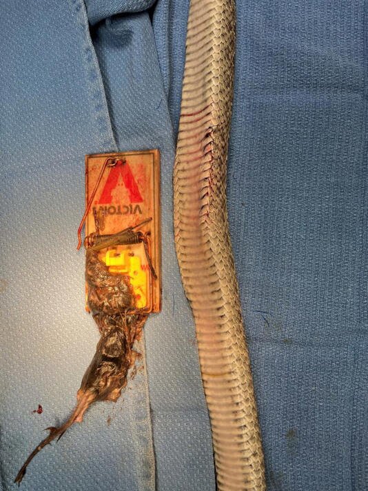 مار فلکزده موش و تلهموش را با هم قورت داد/ عکس مار فلکزده موش و تلهموش را با هم قورت داد/ عکس