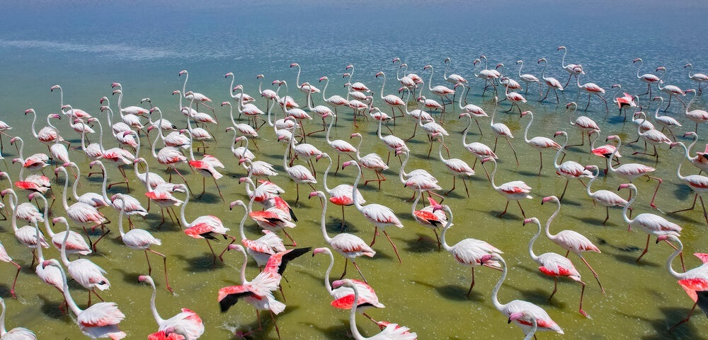 تصاویر| تالاب سئیران گولی، میزبان 10 هزار فلامینگو