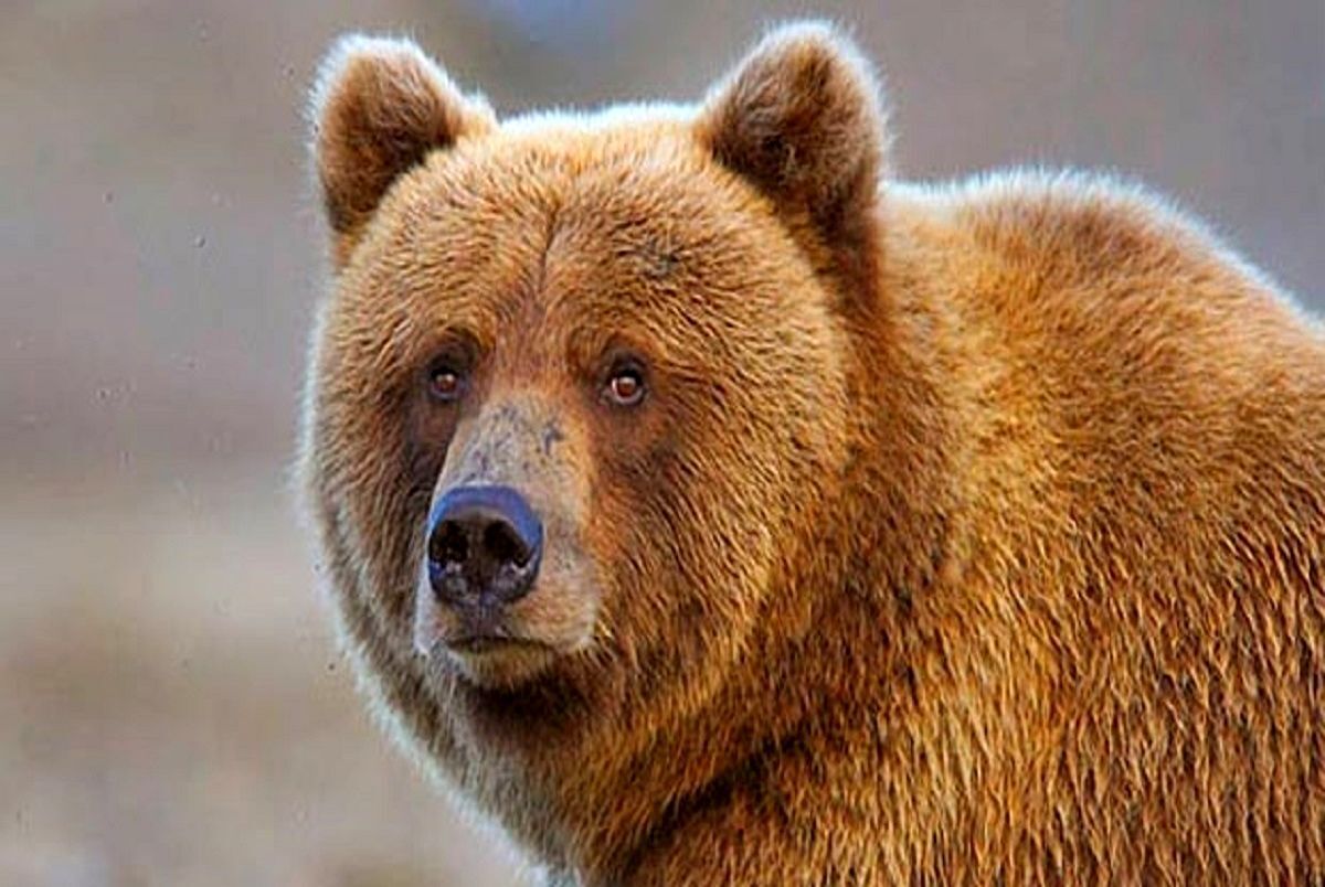 حمله خرس به اهالی یک روستا در آذربایجان شرقی