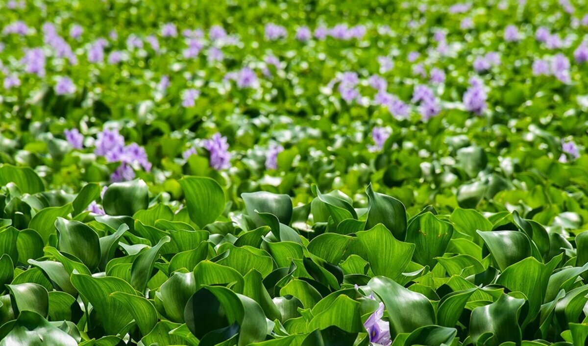 این زیبایی بی‌رحمانه چه بلایی سرمان می‌آورد