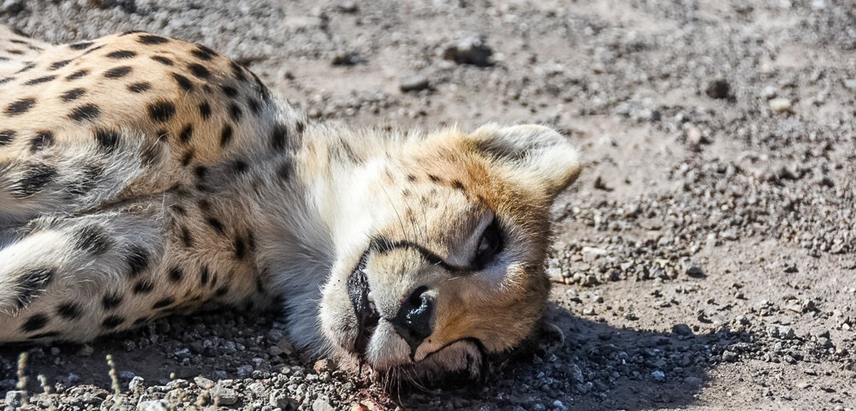 تصاویر| تلف شدن دوباره یوزپلنگ ایرانی