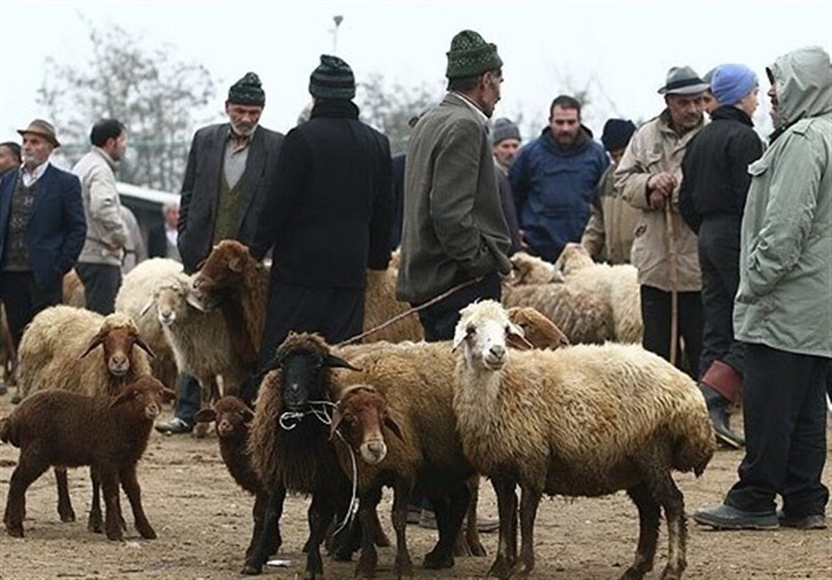 قیمت گوسفند زنده در تهران؛ هر کیلو به ۱۸۵ هزار تومان رسید