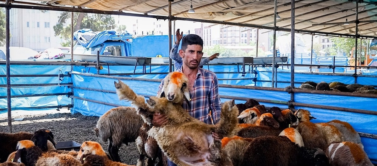 تصاویر| فروش دام زنده در روز عید قربان